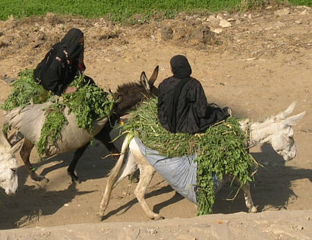 Landfrauen in gypten